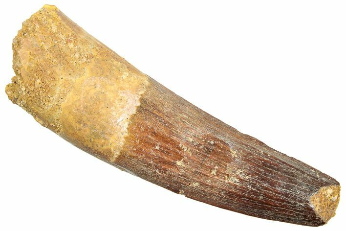Fossil Spinosaurus Tooth - Real Dinosaur Tooth #245105
